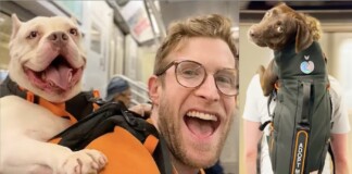 He Carries Shelter Dogs Around the City in a Backpack to Help Get them Adopted (WATCH)