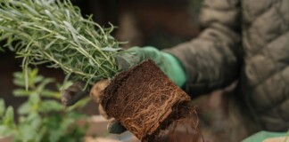 Genetic Mutation Could Pave the Way for Self-Fertilizing Cereal Crops and a Revolution in Agriculture