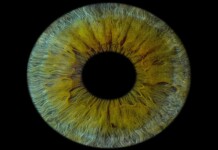 First Human Cornea Transplant Using 3D Printed, Lab-Grown Tissue Restores Sight in a ‘Game Changer’ for Millions Who are Blind