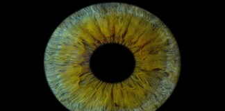 First Human Cornea Transplant Using 3D Printed, Lab-Grown Tissue Restores Sight in a ‘Game Changer’ for Millions Who are Blind