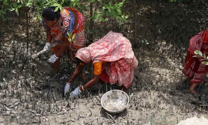 Mangrove planting in the Sundarbans - credit, I-Behind-the-Ink, supplied to CNN