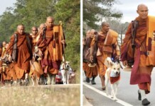 Rescue Dog Leading 19 Buddhist Monks on 2,300 Mile Peace Walk Across the US