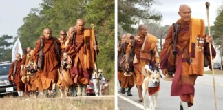 Rescue Dog Leading 19 Buddhist Monks on 2,300 Mile Peace Walk Across the US