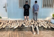 30,000 Animals Rescued from Illegal Captivity in the Largest Wildlife Trafficking Raid in History