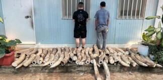 30,000 Animals Rescued from Illegal Captivity in the Largest Wildlife Trafficking Raid in History
