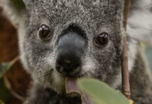 Ambitious Rewilding Project for Koala and Platypus Undertaken by Sydney’s Taronga Zoo