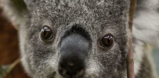 Ambitious Rewilding Project for Koala and Platypus Undertaken by Sydney’s Taronga Zoo
