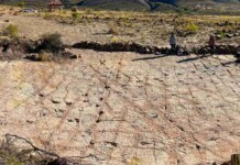 Scientists Document Over 16,000 Footprints in the World’s Most Extensive Dinosaur Tracksite