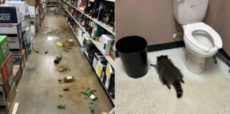 ‘Trashed Panda’ Story Raises $180,000 for Animal Shelter That Discovered it Drunk in the Bathroom