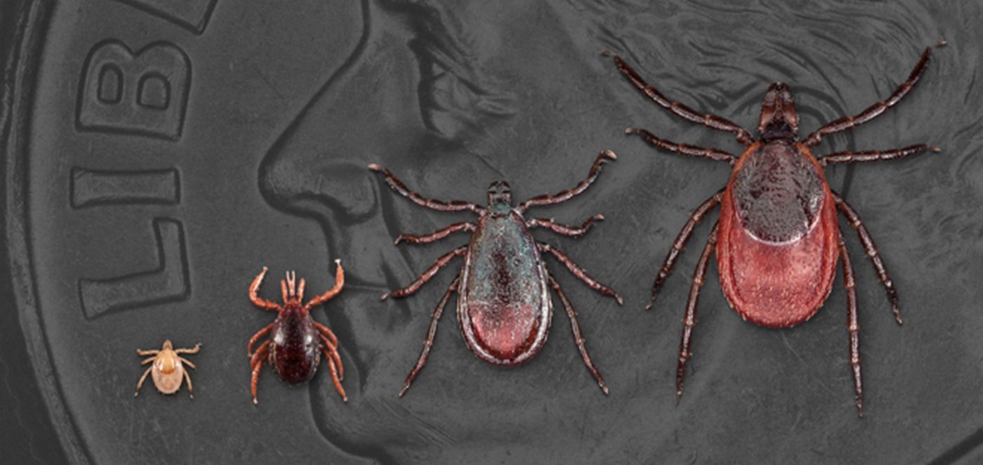 Teens May Have Come Up with a New Way to Detect, Treat Lyme Disease Using CRISPR Gene Editing