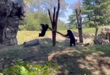 2 Bears Figure out How to Make a ‘See-Saw’ in Playful Moment Caught on Video (WATCH)