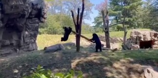 2 Bears Figure out How to Make a ‘See-Saw’ in Playful Moment Caught on Video (WATCH)