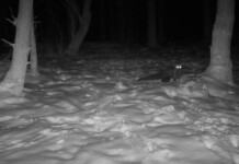 Trail Cam Spotted a Rare Fisher Not Seen in the Cleveland Area Since the 1800s