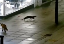 Footage of River Otter Scurrying Through Lincoln–a Delightful Reward for Decades of Conservation Work