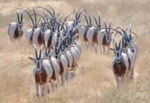 ‘Extinct’ Graceful Oryx Thriving in the Saharan Wilds Thanks to Decades of Captive Breeding