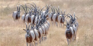 ‘Extinct’ Graceful Oryx Thriving in the Saharan Wilds Thanks to Decades of Captive Breeding