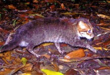 Flat-Headed Cats Seen in Thailand for the First Time in 30 Years, Having Been Thought Extinct