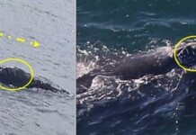 Endangered Whale That Turned up in Ireland, Shocking Scientists, Migrates to US Stunning More