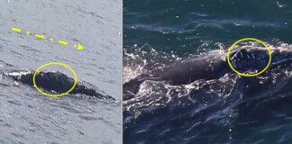 Endangered Whale That Turned up in Ireland, Shocking Scientists, Migrates to US Stunning More