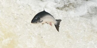 Young Atlantic Salmon Seen in Three English Rivers for First Time in a Decade