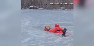 Naughty Golden Retriever Rescued After Falling Through Frozen Pond–No Bones for a Month