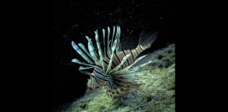 If You Can’t Beat ‘Em, Eat ‘Em: Ecologists Combat Invasive Lionfish with Local Cuisine
