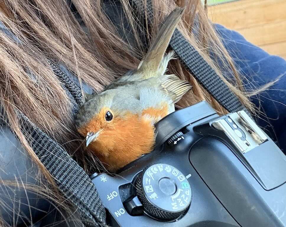 Uplifting News: Bird Snuggles into Photographer’s Chest And Stayed With Her for Warmth on a Snowy Day  (LOOK) | Proof That Change Is Possible