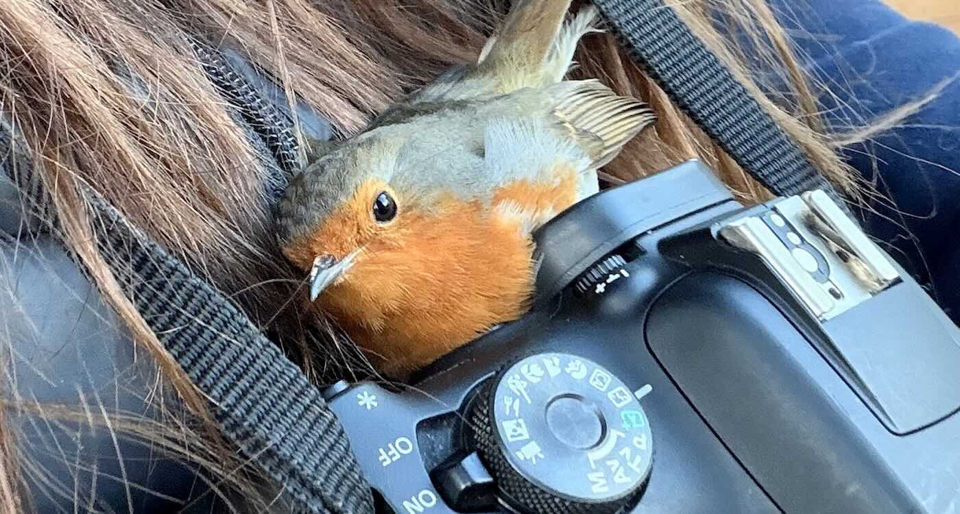 Bird Snuggles into Photographer’s Chest for Warmth on a Snowy Day (LOOK)