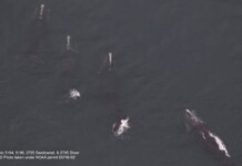 Scientists Hail Record Number of Sightings in January as Auspicious for Endangered Right Whales