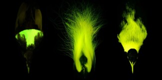 Birds-of-Paradise Flashy Feathers also Glow in Biofluorescence, Surprise Discovery Demonstrates