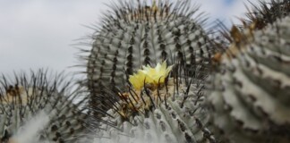 Giant Seed Vault Freezes Beneath Atacama Desert, Preserving Chile’s Floral Diversity For the Ages