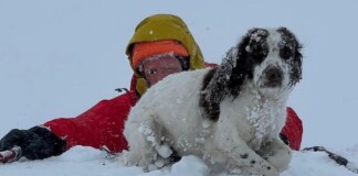 Mountain Rescue Script Flipped as Hiker Saves Lost Dog Instead of a Dog Saving Hiker