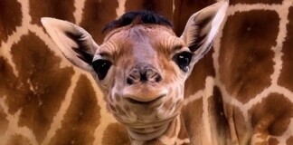 Newborn Giraffe With Distinctive Hair-do is Charming Visitors to Ohio Zoo–And They Gave Him the Perfect Name