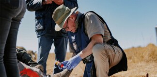 Radioactive Isotopes Being Embedded in Rhino Horns Seen as ‘Magical’ Anti-Poaching Solution