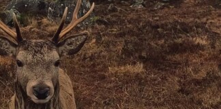 Magical Footage Shows Stag Strolling up to Lick a Man’s Camera Then Calmly Walking Away – WATCH