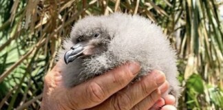 Endangered Cahow, One of the Rarest Seabirds in the World, Hatched on Nonsuch Island in Bermuda