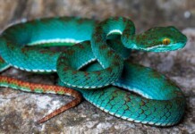 Spectacular New Species Found in Cambodia’s Limestone Caves–Asia’s ‘Little Laboratories’