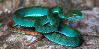 Spectacular New Species Found in Cambodia’s Limestone Caves–Asia’s ‘Little Laboratories’