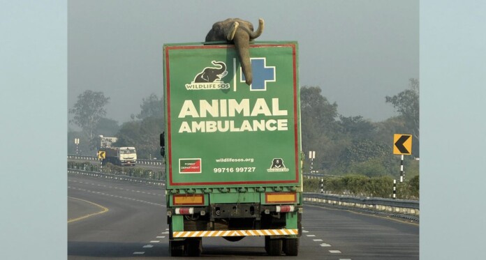 New Elephant Ambulance Marks Inaugural Rescue, Bringing 27-Year-old to Hospital with Leg Injury