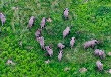 Virunga National Park Sees Hundreds of Elephants Return and Rare Gorilla Twins Born During Hopeful Year