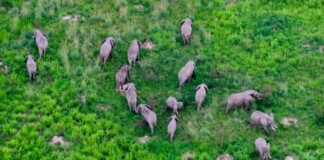 Virunga National Park Sees Hundreds of Elephants Return and Rare Gorilla Twins Born During Hopeful Year