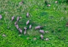 Virunga National Park Sees Hundreds of Elephants Return and Rare Gorilla Twins Born in Hopeful Year