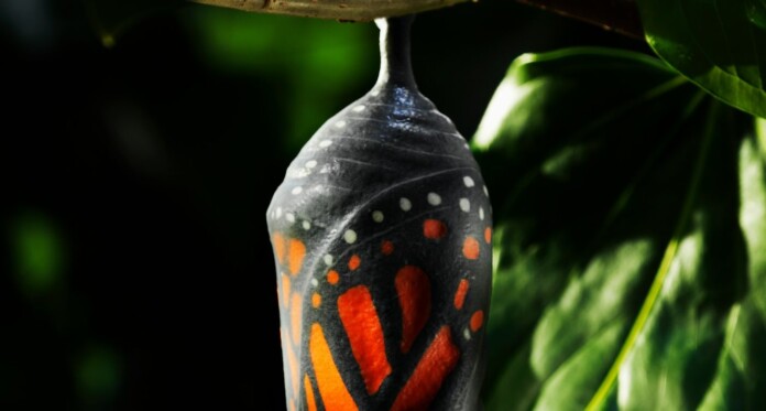 Monarch butterfly chrysalis cacoon cropped by Getty Images For Unsplash+ L8dHLqOKBlE