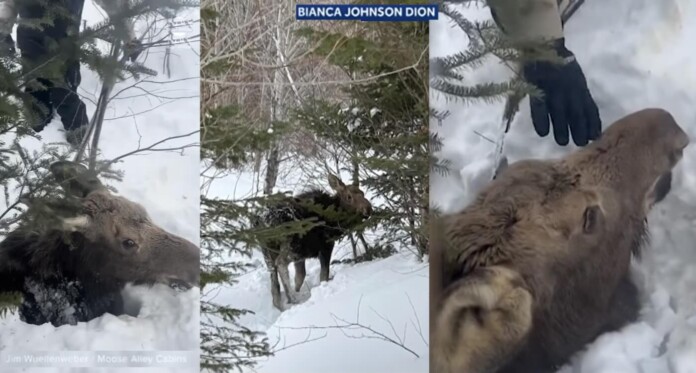Moose rescued from snowbank-Courtesy of Jim Wuellenweber and Bianca Johnson Dion via Youtube