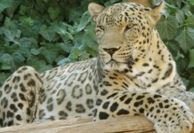 Endangered Persian Leopards Mount Comeback in Central Asia’s Most Reclusive Nation