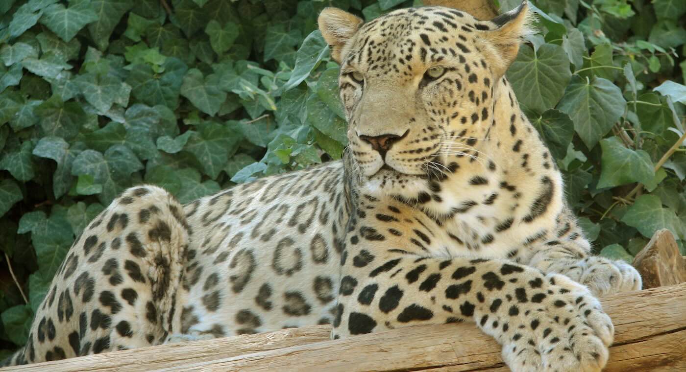 Endangered Persian Leopards Mount Comeback in Central Asia’s Most Reclusive Nation