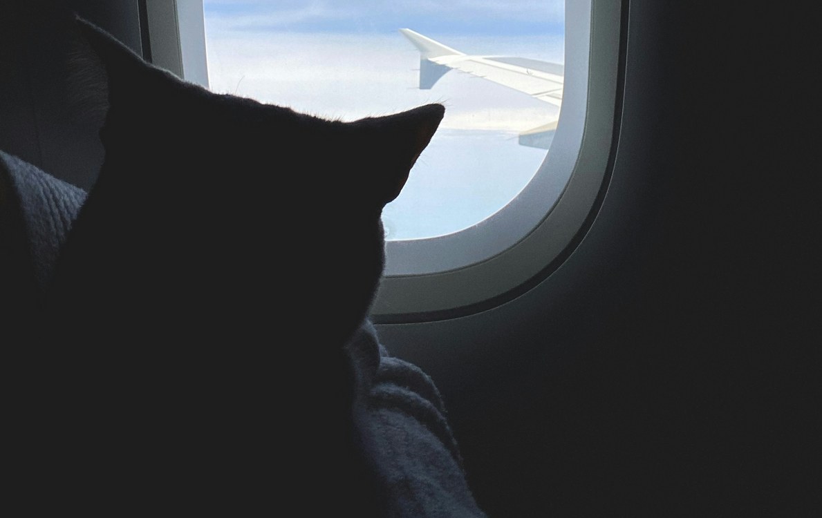 Greek Government Organizes ‘Animal Airlift’ to Evacuate Pets and Owners from the Gulf