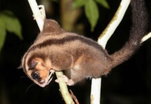 Marsupials Previously Thought Extinct for 6,000 Years Discovered: ‘A once-in-a-lifetime discovery’