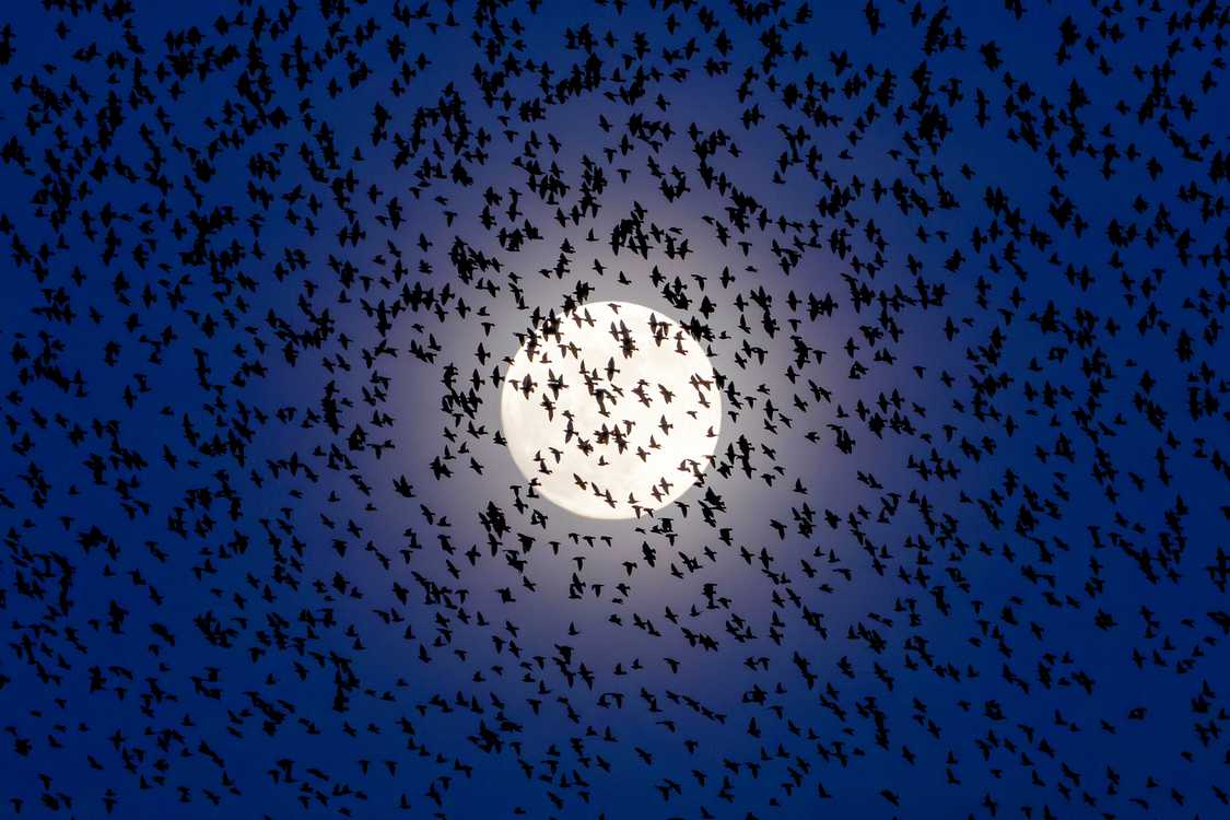 Thousands of Starlings Rise in Murmuration Under Brilliant ‘Worm’ Moon