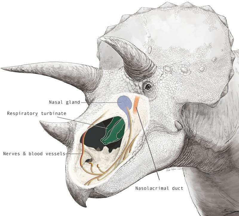 Photo for the article Triceratops Had Huge Nose to Control its Body Temperature, Suggests Curious Scientist